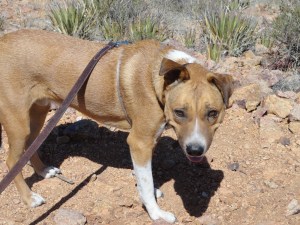 Bernie Exploring Tin Mine