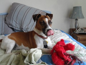 Jack is not enjoying the camera in his face!