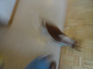 This is how I remember Jack as he's saying FREEDOM! Jack Bear in overdrive :)