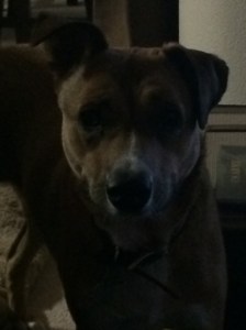 What do you think my breed is?  Everyone sees something a little bit different.