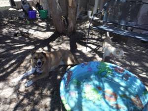 Bernie relaxing poolside at Howl A Day Inn