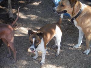 Enjoying their daily activities of playing with other guests.