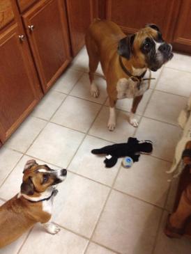 Courtesy of Linda S, Sadie's mom :)