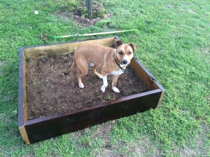 Jack and Bernie having fun in their DIY digging pit!
